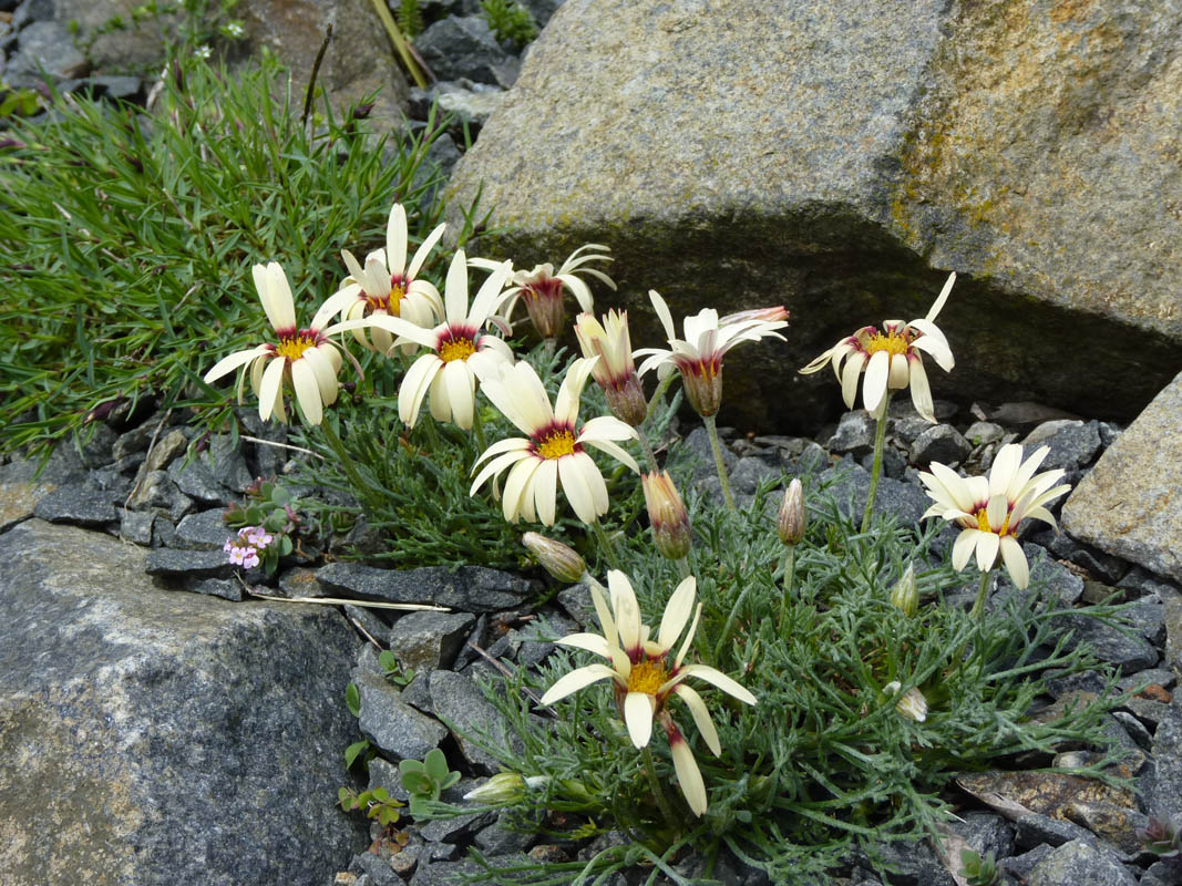 Rhodanthemum catananche